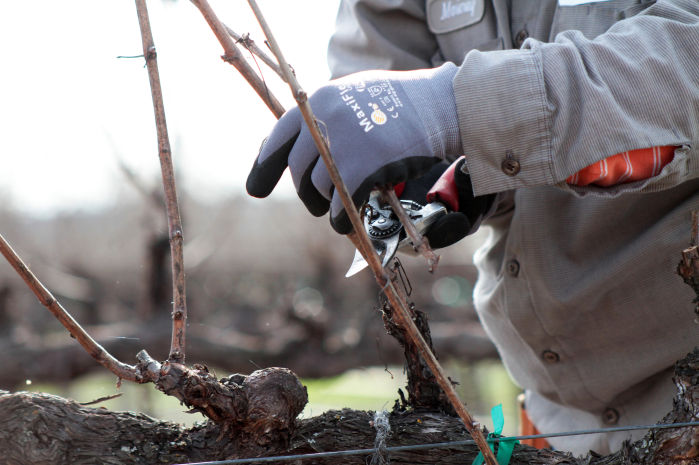Napa County Pruning Contest 2014